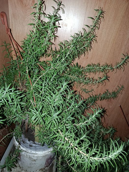 Розмарин ароматна рослина чудова спеція