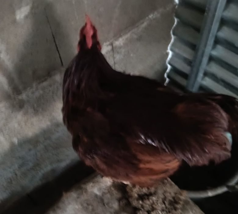 Galo Rhode Island Red