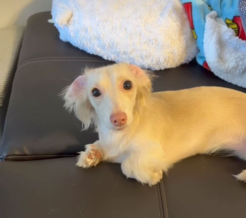 Таксята кремові довгошерстні.