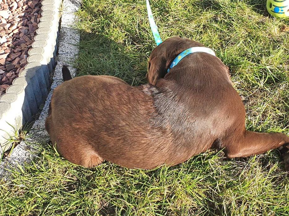 Labrador   piesek z metryka po Championie
