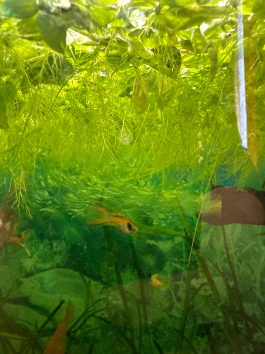 Водорості в акваріум / ставок Пістія капуста салат для рибок