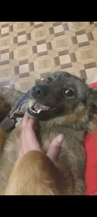 Ищем новых хозяев