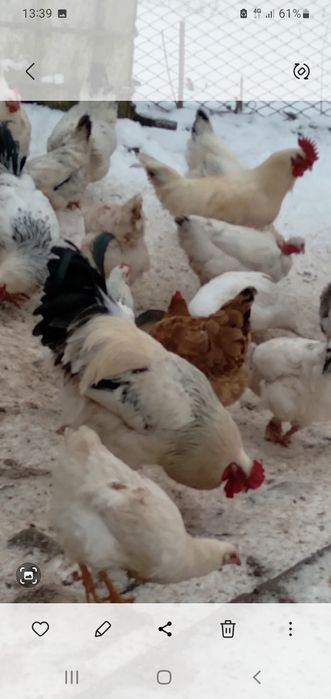 Продаються домашні півні