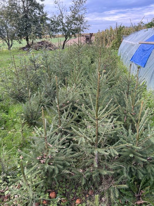 Drzewka Swierk Sosna Brzoza