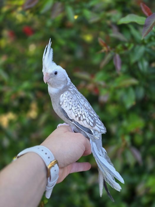 Caturras Domesticadas