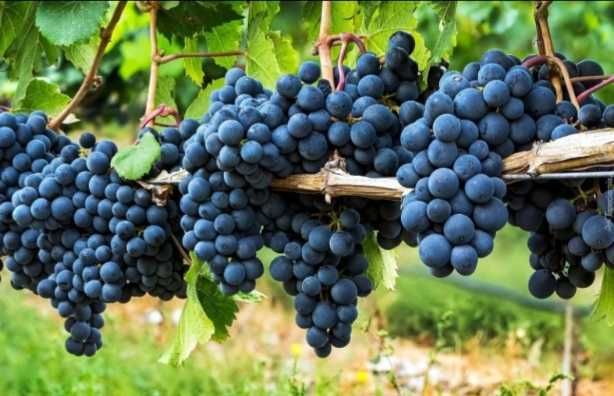 Winogrono ciemne