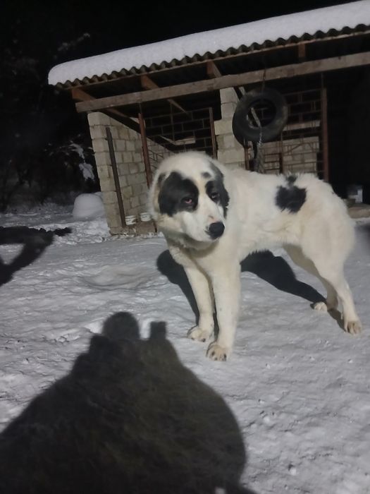 Кобель для вязки