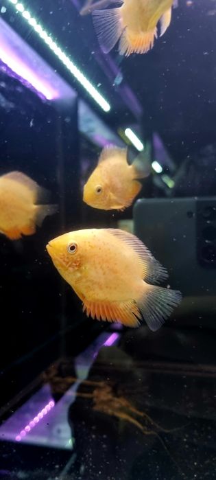 Pielęgnica severum red spotted