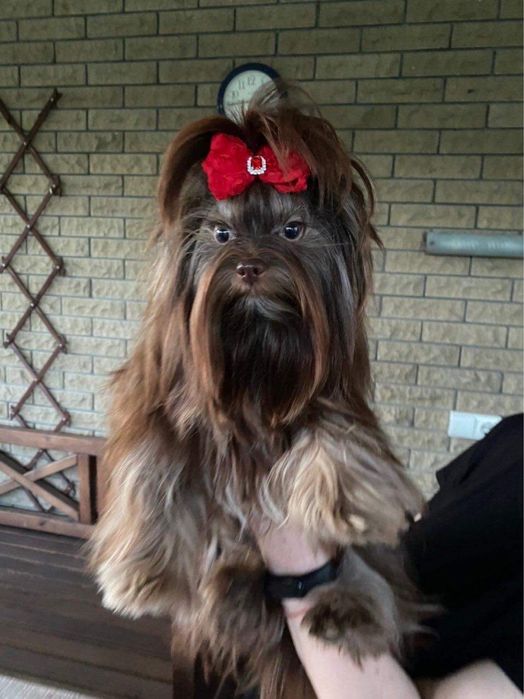 Шоколадный йорк на вязку!