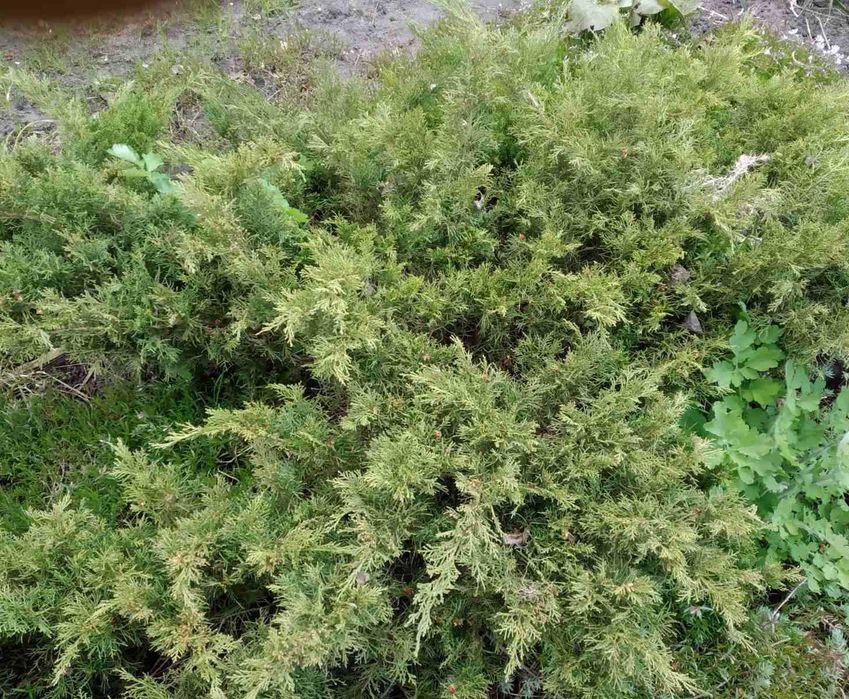 Можжевельник казацкий