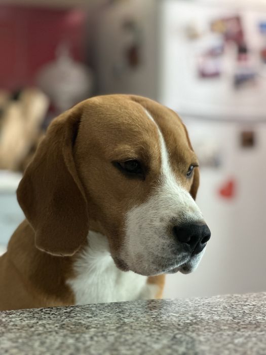 Вязка лучшего бигля на планете