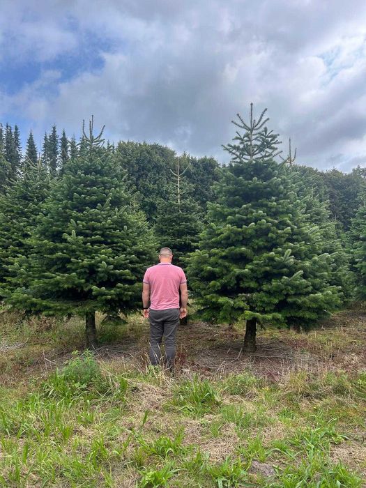 Jodła Kakuaska Świeża Choinka 50-220 cm DOSTAWA prosto z plantacji