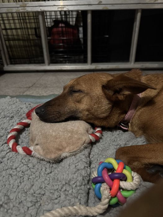 Dobbie e Sol adoção responsável