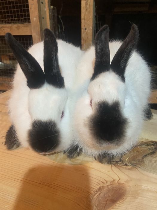 Каліфорнія 4 + міс