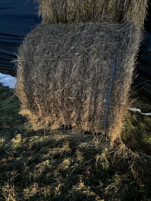 Bele słomy  30 sztuk