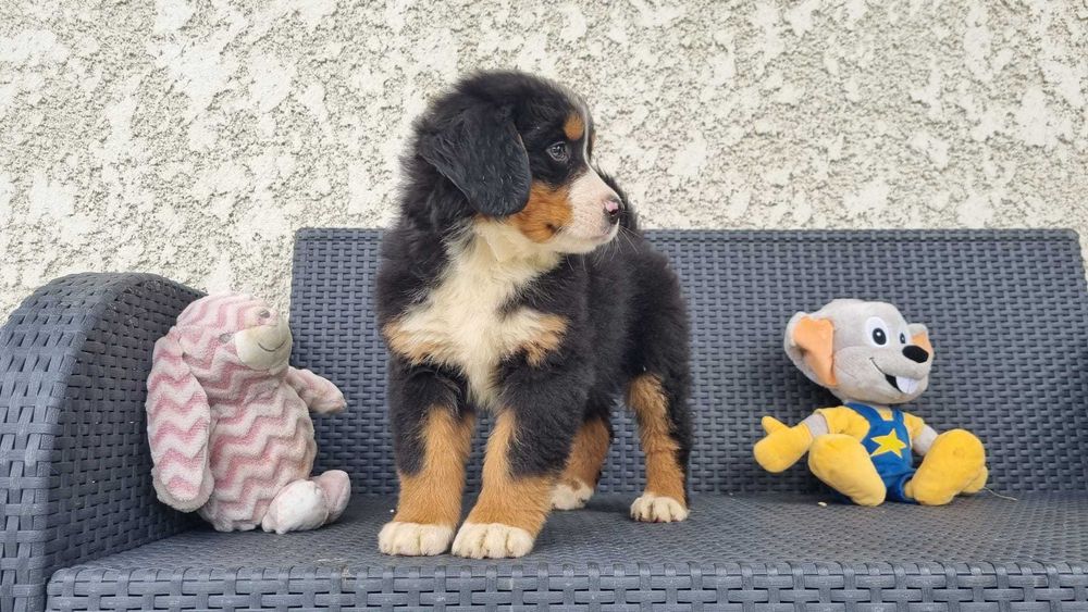 Bouvier Bernois com Pedigree