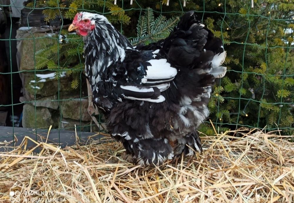 jajka Lęgowe kochin olbrzymi