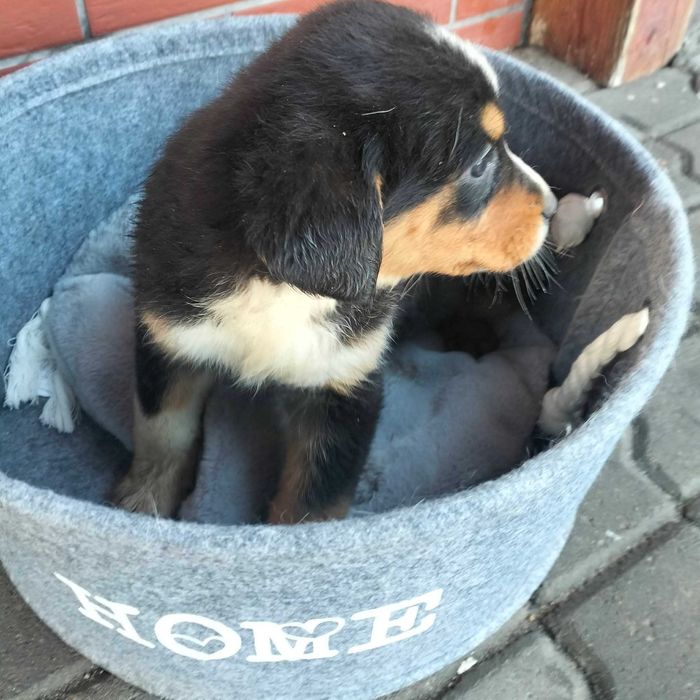 Oddam za darmo pieski