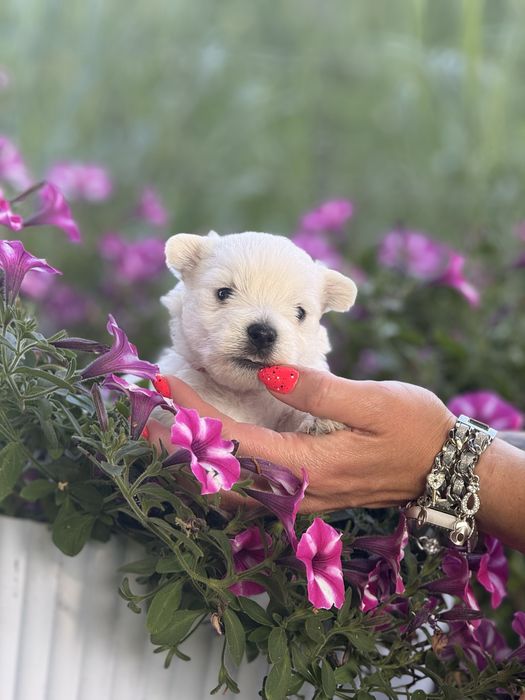 Sprzedam szczeniaka west highland white terrier