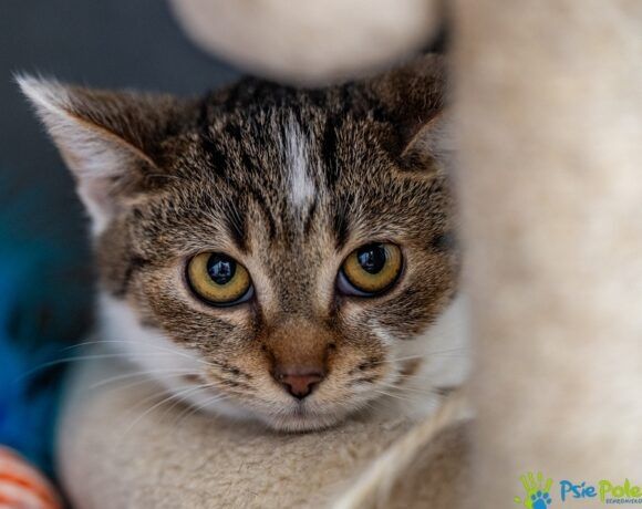 Kotka KLARA  szuka domku!