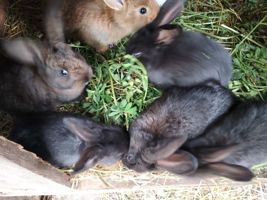 Продам кроликів, 1 місяць