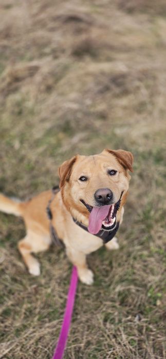 Cudny rudzielec szuka domu