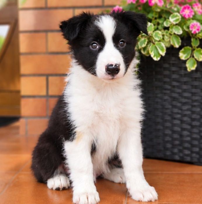 Border Collie Suczka Czarno Biała