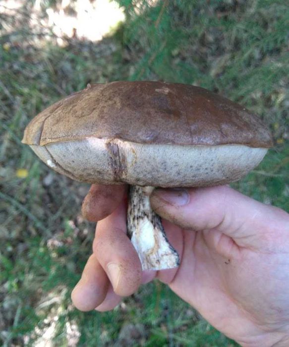 Grzyby świeże, borowiki, prawdziwki, podgrzybki, kozaki, kanie