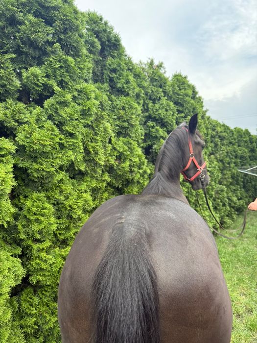 Ogier Śląski na sprzedaż