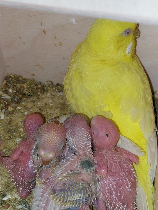 Papuga falista  młode do oswojenia