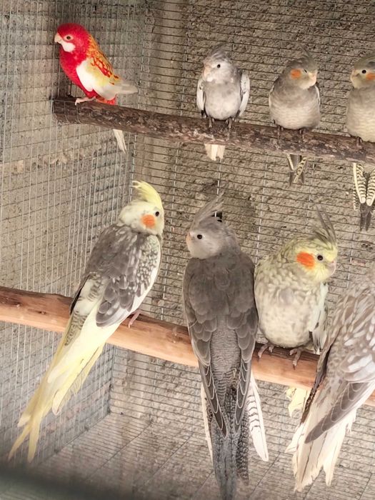Várias aves de 2026