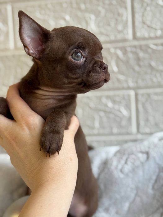 Хлопчик Чихуахуа шоколадний
