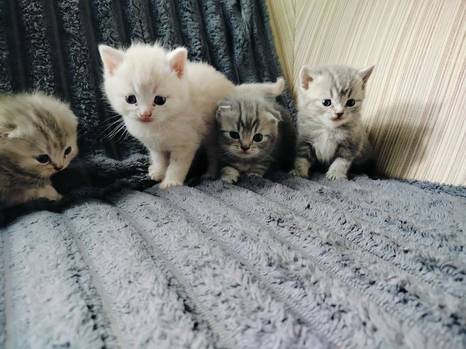 Котята вислоухие