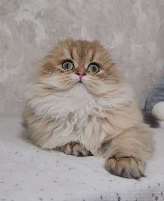 Шотландська золота шиншила