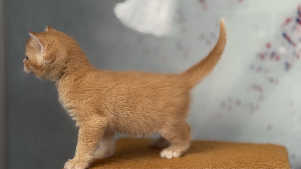 Котята голоба шиншилла, срібна, рижий