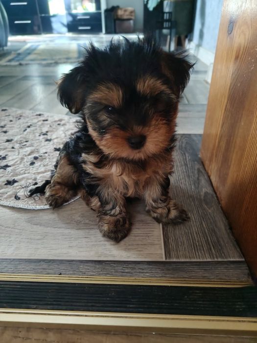 Yorkshire terrier
