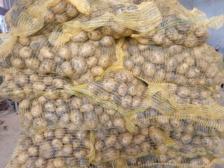 Ziemniaki hurt detal ziemniaki na zimę Gala, Lilli otolia