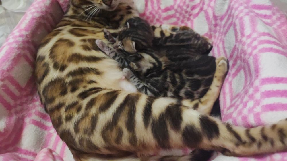 Маленькі тигринята! Бенгали!