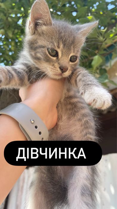 Віддамо в добрі руки безкоштовно! Доставка по Рівному та району!