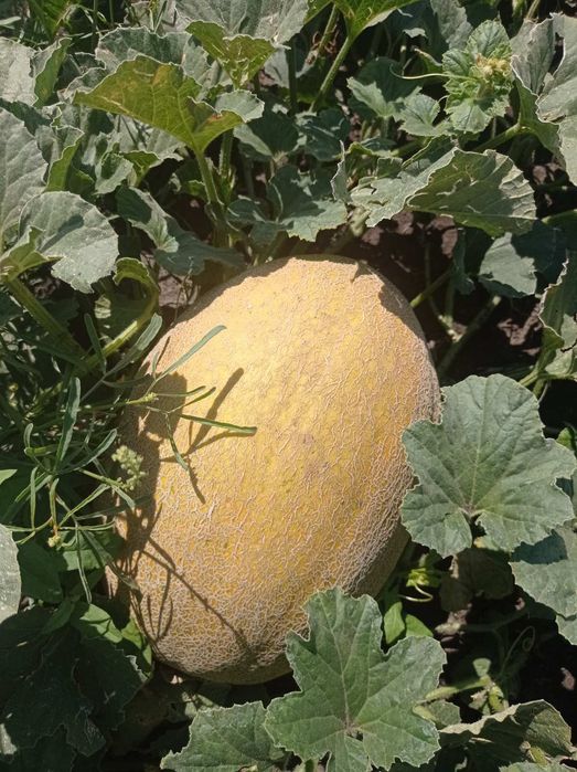 Продам диню сорт Мазін, товарна якість.