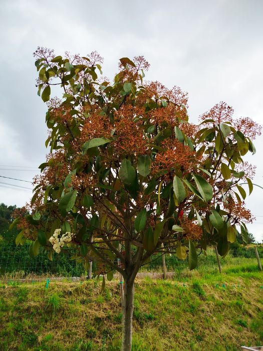 Planta Photinia Red Robin Copa- Vaso 50 L