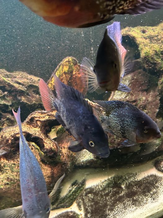 Akwarium 450 l 180x50x50 + pielegnice