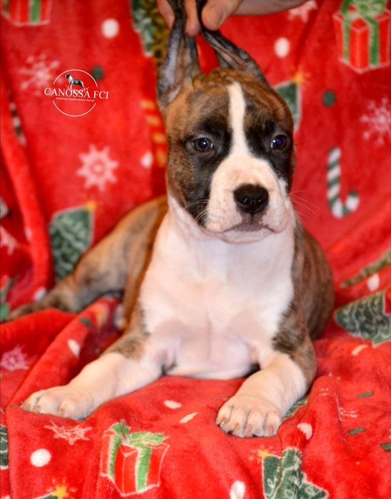 Piękny samiec Amstaff/American Staffordshire Terrier z rod. ZKwP