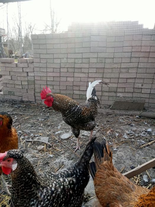 Sprzedam młode  koguty