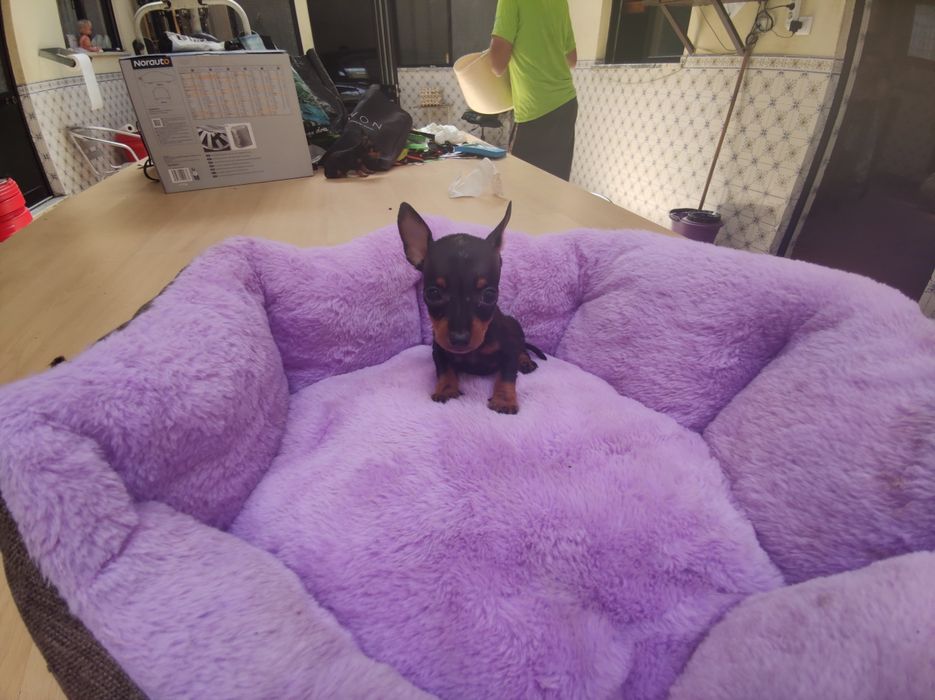 Pinscher pincher super miniatura fêmea criado em ambiente familiar