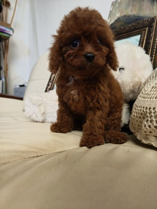 пудель Той пудель мини-пудель ксу