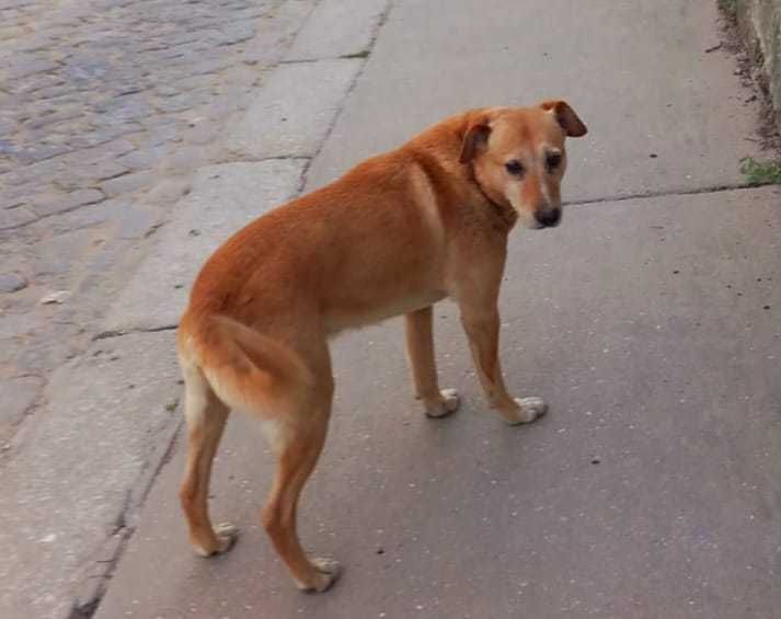 Menino para Adoção