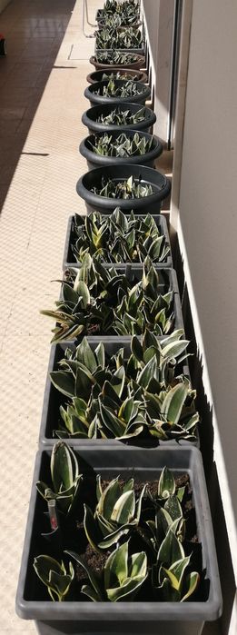 Espada São Jorge - mini - sansevieria trifasciata