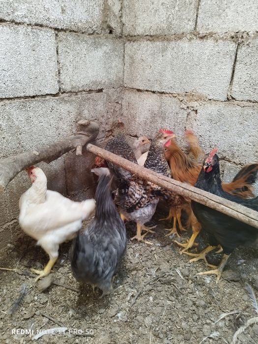 Galinhas dos ovos azuis e ovos verdes