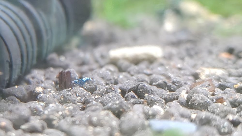 Krewetki Galaxy Black Caridina